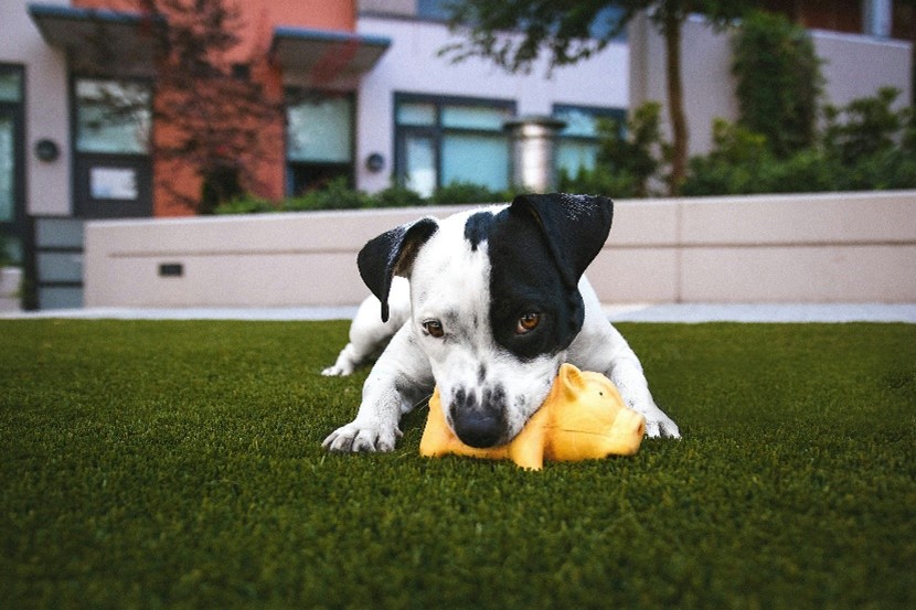 Why Artificial Lawns Are Gaining Popularity in 2026