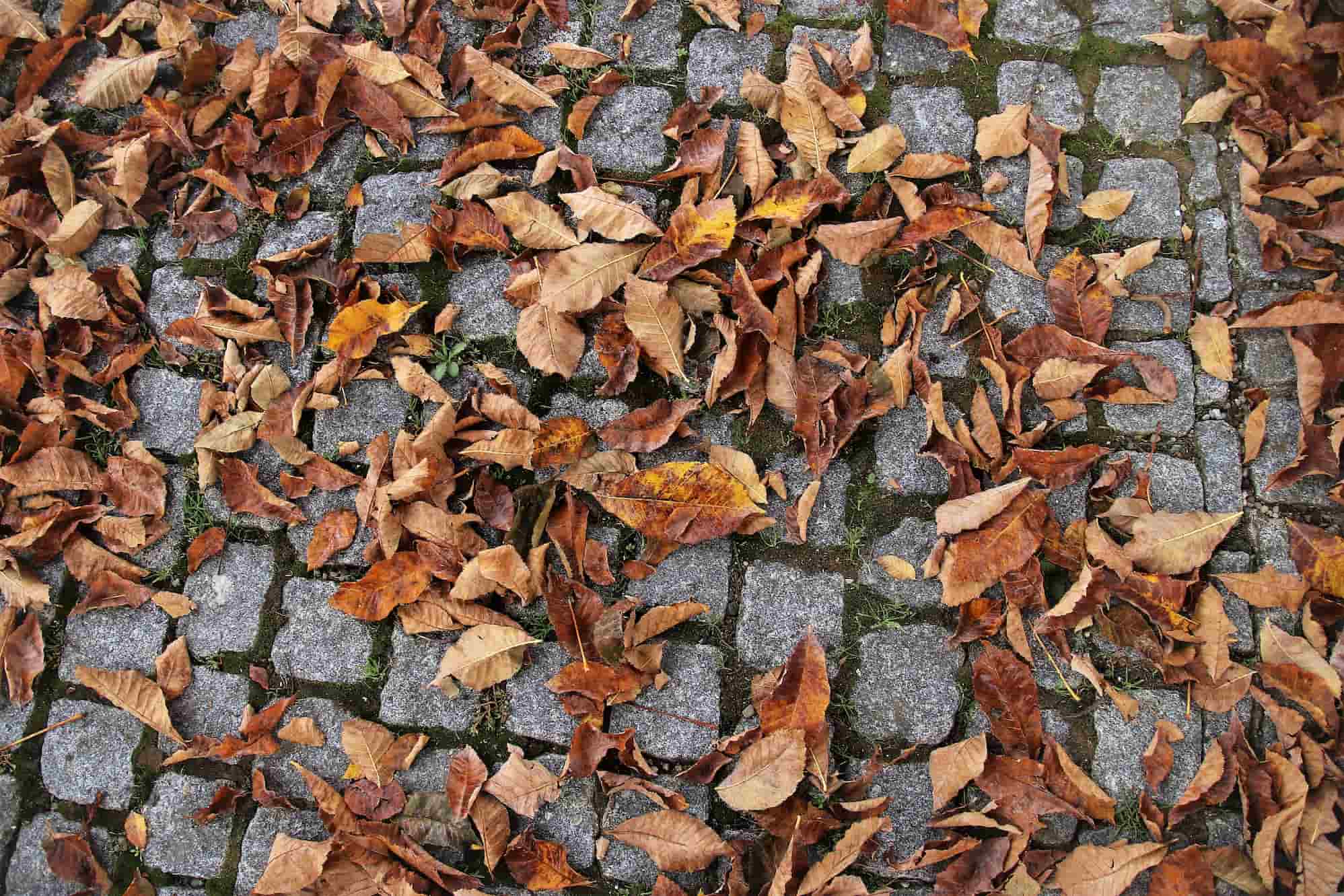 Autumn is One of the Best Times to Lay a New Patio – Here’s Why